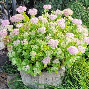 Sedum Plants